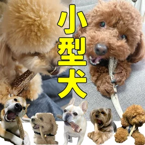 鹿の角 鹿角 北海道産 【小型犬用